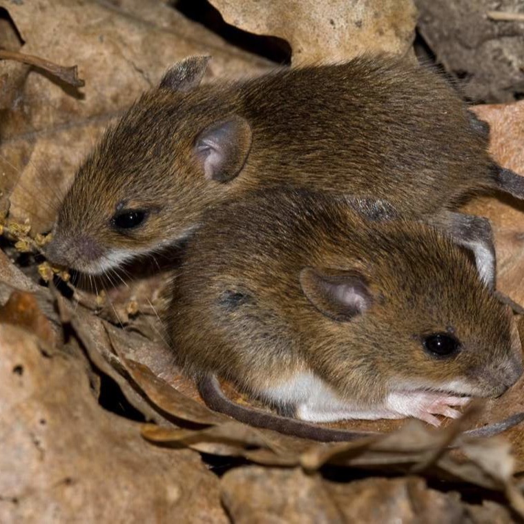 Уничтожения мышей в частном доме в Костанае?