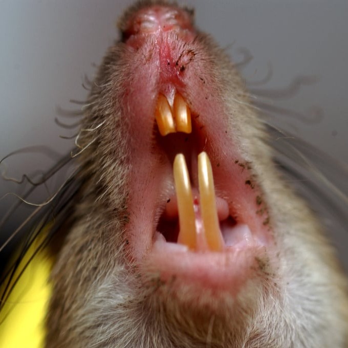 Дератизация крыс в Костанае?